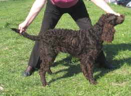 Image result for americký vodní španěl