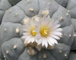 As with most cactus species, all trichocereus cacti. Lophophora Williamsii V Charco Blanco Peyote San Pedro Cactus Seeds