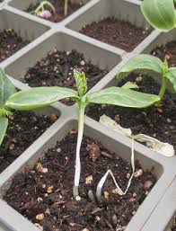 Image result for tomato seedling damping off