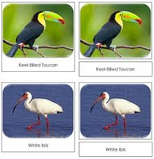 Birds That Start With The Letter T Pin On Safari Toob Cards
