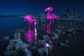 Incredible Light Painting Dinosaurs Animals Long Exposure Photography Exposure Photography Light Painting