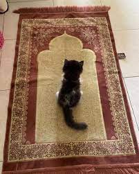 Lagii Doain Mommy Yaa Nak Catstagramcat Meow Catscute Lovecats Pawsies Club Instacat Instacats Catsofinsta Gambar Kucing Lucu Binatang Hewan Lucu