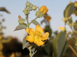 Image result for Abutilon angulatum