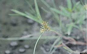 Image result for Pycreus flavidus