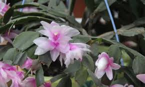 Another difference between them is the timing of when they flower (which is how thanksgiving cacti bloom in november, right around thanksgiving time. Christmas Cactus Care Guide Growing Stunning Schlumbergera Indoors Hi Spring