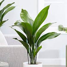 Cast iron plant is a dense herbaceous evergreen perennial with an upright spreading habit of growth. Amazon Com Cast Iron Plant Aspidistra Elatior Beautiful Live 6 Inch Pot Garden Outdoor
