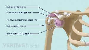 Infraspinatus and teres minor tendon. Soft Tissues Of The Shoulder