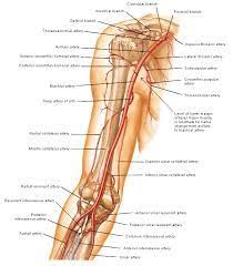 Bildergebnis Fur Nervus Axillaris Anatomie Medizin Biologie