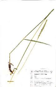 Image result for Ischaemum afrum