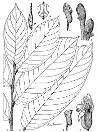 Image result for Magnistipula