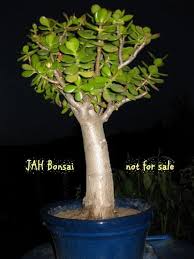 If you want new leaves to sprout, or have a wilting plant, prune off the browning leaves. Jah Bonsai Crassula Sedumshack