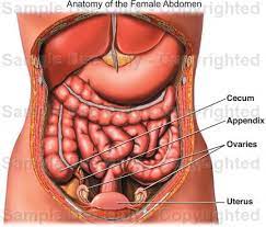 Anatomy of the body organs 12 photos of the anatomy of the body organs anatomy and physiology of the human body notes, anatomy of the human body female reproductive, anatomy of the human body gray, anatomy of the human body nose, anatomy of the upper body organs. Human Anatomy Abdomen Female Anatomy Drawing Diagram