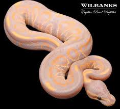 Banana Black Pastel Ball Python In 2020 Ball Python Ball Python Morphs Pet Snake