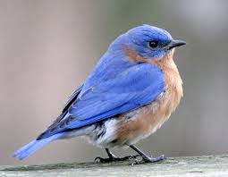 Birds Of Western New York State Eastern Bluebird Male Beautiful Birds Blue Bird Pet Birds