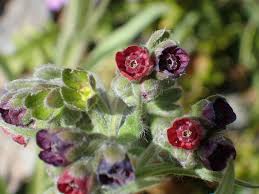 Image result for Cynoglossum hispidum