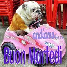 Buon Martedi Foto Di Animali Divertenti Buongiorno Martedi Animali