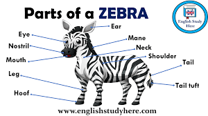 Parts Of A Zebra Vocabulary Vocabulary Pictures Zebras English Study