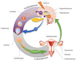 In der folge entstehen auch immer weniger gelbkörper, die wichtig für die bildung von progesteron sind. Wechseljahre Das Klimakterium Remifemin