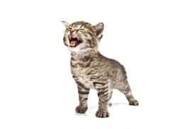My neighbors cats are killing all the birds in the neighborhood or at least in my yard. How To Stop Cats Coming Into The Garden Home Guide Expert