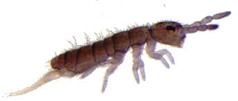 It is present in most species of springtails, and in them it is attached ventrally to the fourth abdominal segment. Bodenmesofauna Lfl