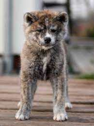 Craigslist for japanese akita inu puppies for sale. Hodowla Akit Japonskich Akita Puppies Akita Dog Japanese Akita