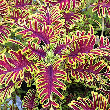 Image result for Coleus megacalyx