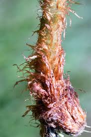 Image result for Dryopteris athamantica