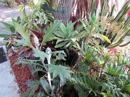 Image result for Bocconia