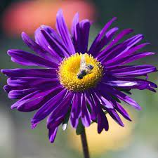 Image Result For Yellow Gerbera Daisy Purple Center Purple Daisy Dark Purple Flowers Daisy Flower Pictures