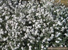 Image result for Eriocephalus racemosus