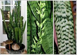 Bodur kılıç çiçeği çiçek açar mı acaba? Sulanmasi Saksida Yetisen Sus Cicekleri