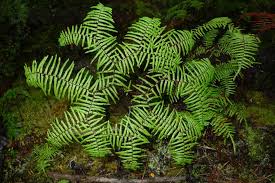 Image result for Gleichenia elongata