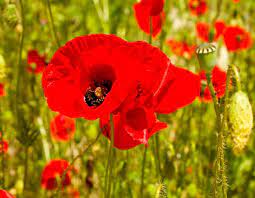 Биг мак сет (с чикен макнаггетс 9 шт.) 2 биг мака, чикен макнаггетс (9 шт.), 2 порции среднего картофеля фри, 4 соуса на выбор. Cvetok Mak Posadka I Uhod V Otkrytom Grunte Vidy I Sorta Vyrashivanie Iz Semyan