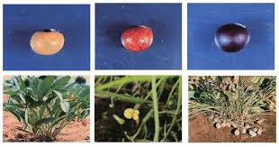 Image result for Vigna subterranea