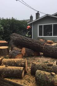 Servicing homes and businesses from nanaimo to courtenay, ag forest silviculture provides tree removal, wood chipping, pruning and hedge maintenance services. Mjr Tree Service Isa Arborists Dangerous Tree Removal