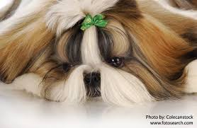 Jun 25, 2021 · their long, silky, fluffy coats will dust the floor if they're not trimmed—if you've ever seen a shih tzu before and after it's been to the groomer, it's like seeing two different dogs! Shih Tzu Description Energy Level Health Image And Interesting Facts