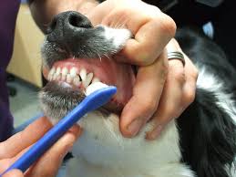 Dogs eat daily, just like us, and food gets stuck to their teeth. Brushing Your Pet S Teeth Vetwest Animal Hospitals