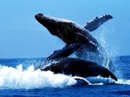 Spontaneous moments week 14 wallpapers traveler. 20 Humpback Whale Wallpapers Hd Download Free Backgrounds