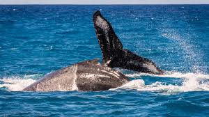 Image result for Warneckea walikalensis