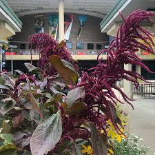 Image result for Amaranthus praetermissus