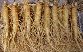 Sâm đá – NTFP Việt Nam