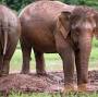 Profile Picture of Life Story of TangMo (แตงโม) - Elephant Nature Parkon Google