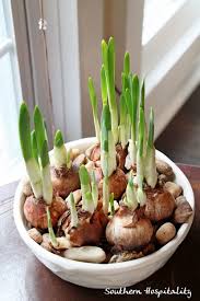 39 eden brothers seeds shop coupons now on retailmenot. Getting Ready For The Holidays With Lowes Planting Bulbs Plants Bulb Flowers