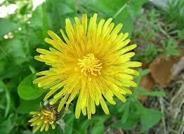 Yellow flowers bring the sunshine to a landscape, even on a cloudy day. Identify Common Weeds Rhs Gardening