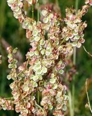 Image result for Rumex lanceolatus