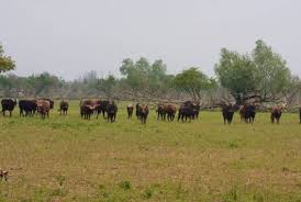 Nos annonces pour 2020 comptent 1 371 propriétés de vacances autour de oostvaardersplassen. Voorstel Toekomstig Beheer Van De Oostvaardersplassen In Voorbereiding Dierenwelzijnsweb