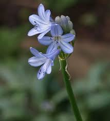 Image result for Agapanthus campanulatus