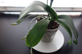 When you are new to growing orchids.one tends to jump with excitement with each new growth thinking it to be a spike. New Spike Turned Brown Roots Out Of Control Orchid Board Most Complete Orchid Forum On The Web