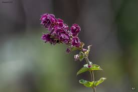 Image result for Tinnea antiscorbutica