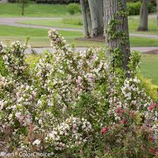 Weigela loves sun, so it does well on sunny slopes, on terraced banks and with other arching plants in group plantings. Sonic Bloom Pearl Reblooming Weigela Weigela Florida Proven Winners